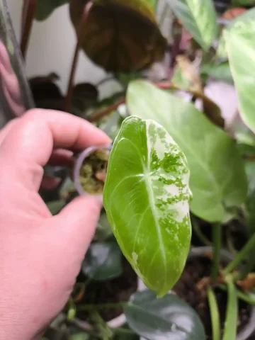 Продажа Алоказии Лонгилоба - Самокаты в Красноярск