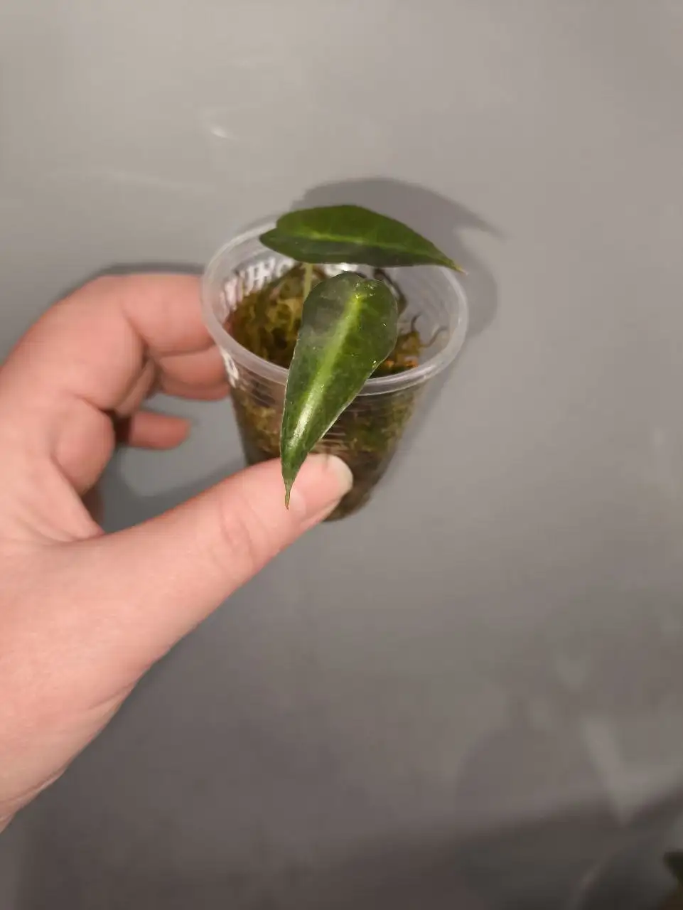 Алоказия Амазоника от Варной мамы - Комнатные растения (Хобби и отдых) в Красноярск