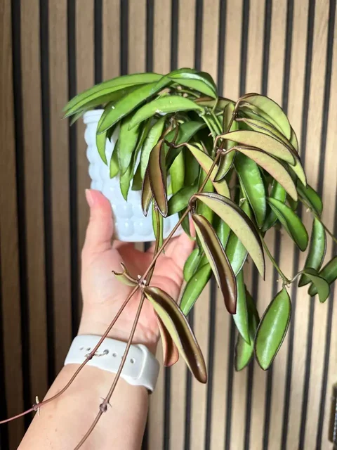 Хойя Вайетти - комнатное растение - Самокаты в Красноярск