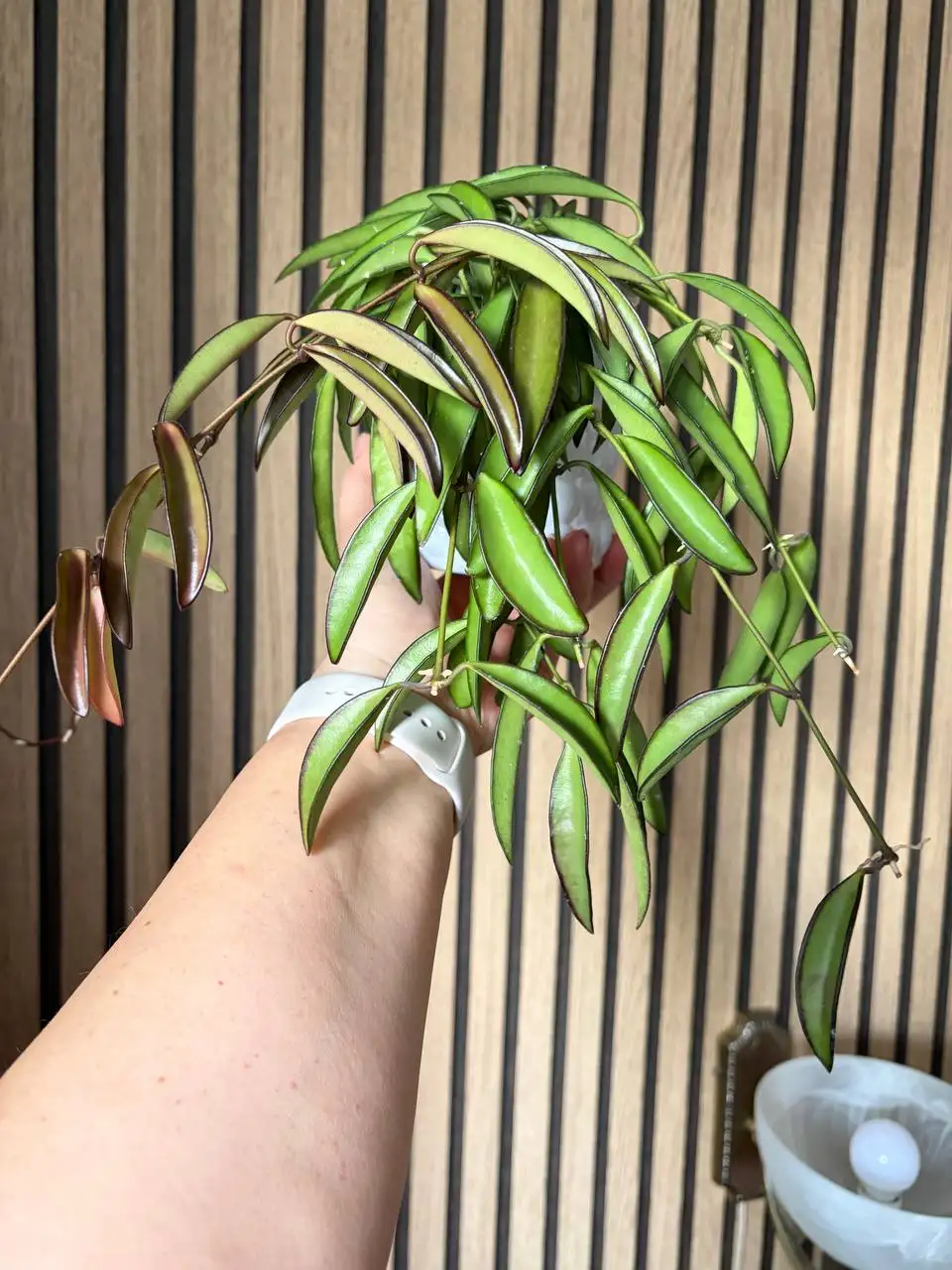 Хойя Вайетти - комнатное растение - Комнатные растения (Хобби и отдых) в Красноярск