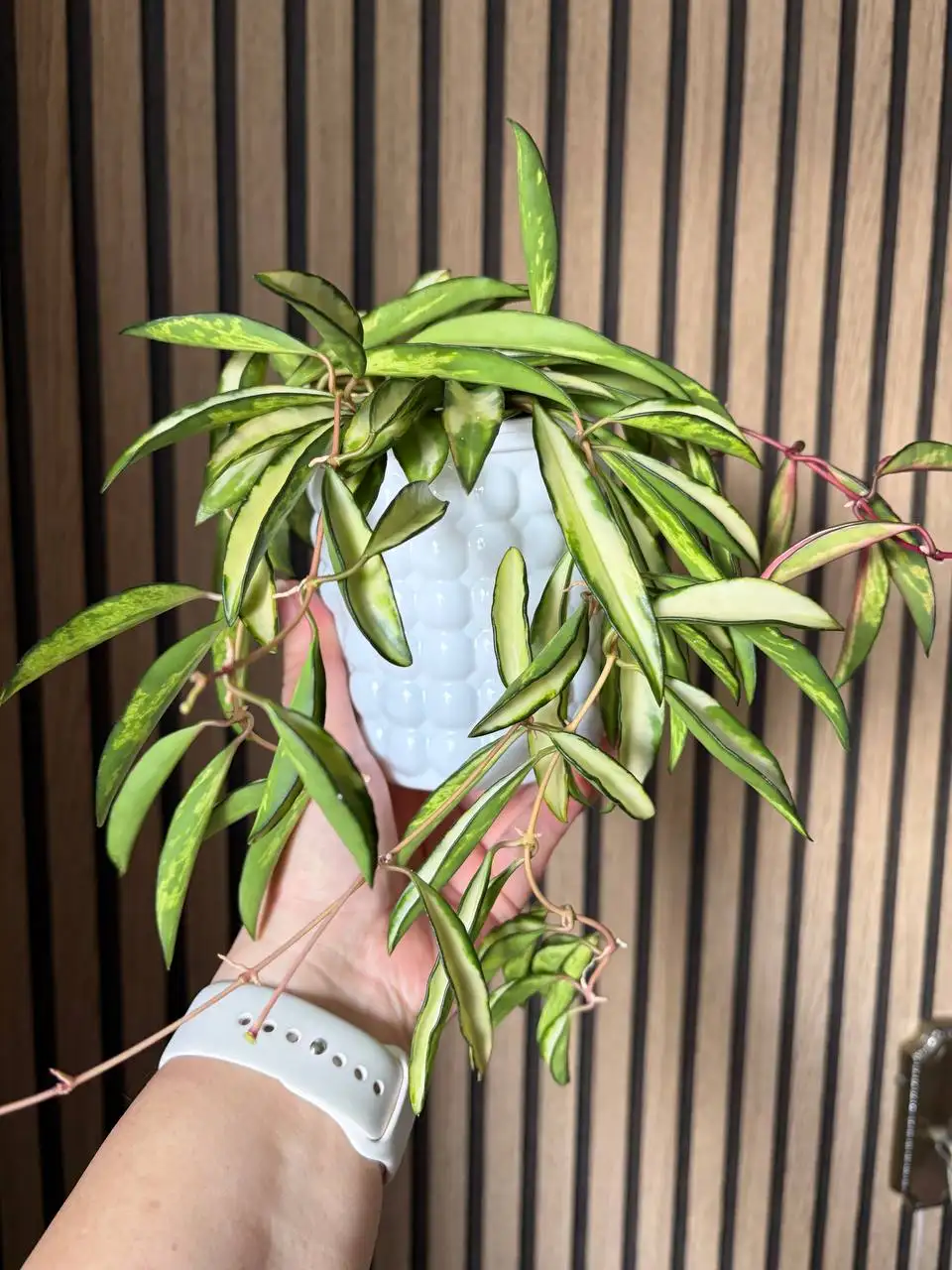 Хойя Вайетти Триколор - комнатное растение - Комнатные растения (Хобби и отдых) в Красноярск