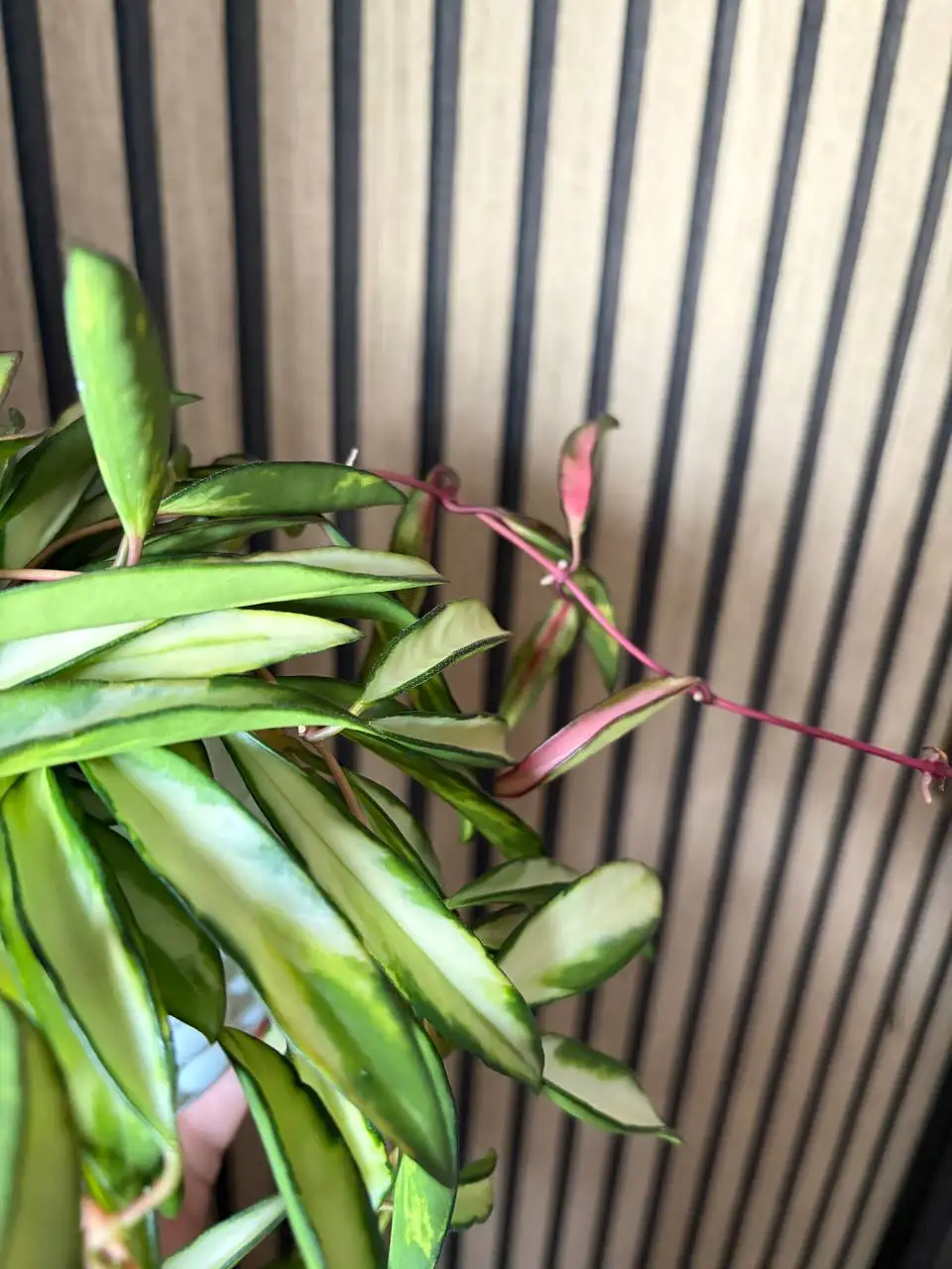 Хойя Вайетти Триколор - комнатное растение - Комнатные растения (Хобби и отдых) в Красноярск