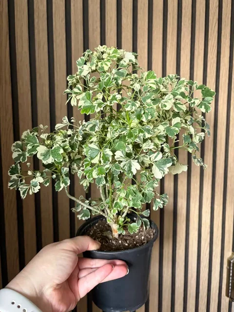 Полисциас вариегатный - Самокаты в Красноярск