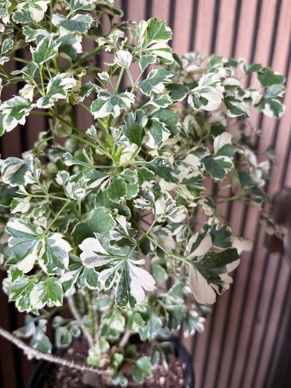 Полисциас вариегатный - Комнатные растения (Хобби и отдых) в Красноярск