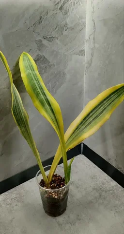 Сансевиерия Елоу Стоун - Самокаты в Красноярск