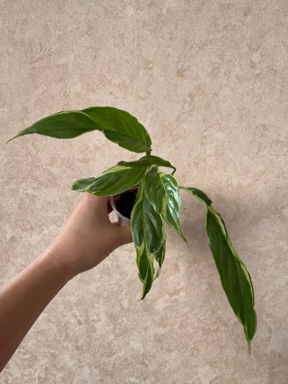 Продам спатифиллум Дели индонезия - Комнатные растения (Хобби и отдых) в Красноярск