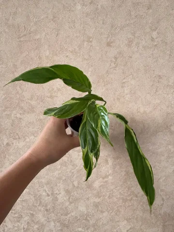 Продам спатифиллум Дели индонезия - Самокаты в Красноярск