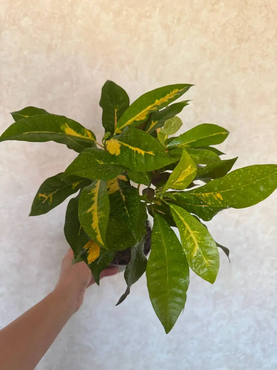 Продам кротон Зулу, 3 точки роста - Комнатные растения (Хобби и отдых) в Красноярск