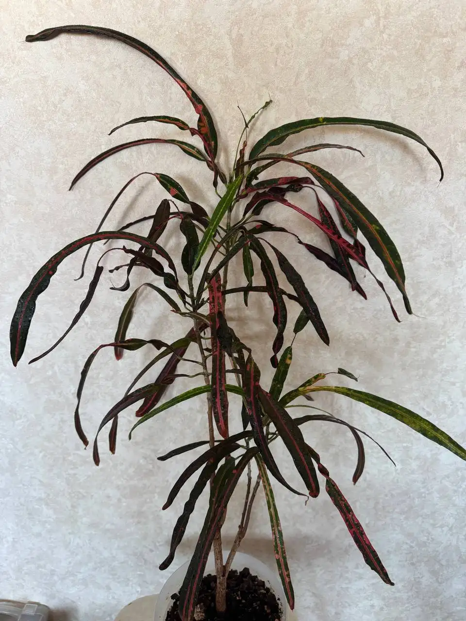 Продам кротон Занзибар 70см - Комнатные растения (Хобби и отдых) в Красноярск