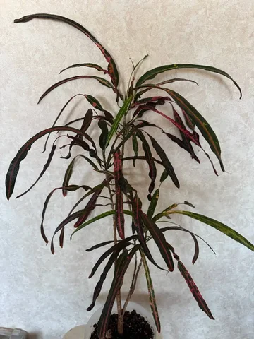 Продам кротон Занзибар 70см - Самокаты в Красноярск