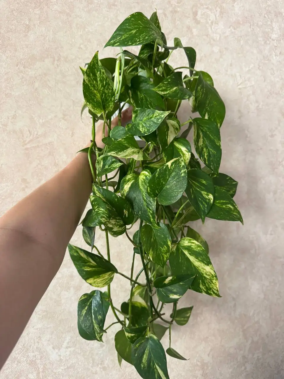 Продам Эпипремнум золотистый - Комнатные растения (Хобби и отдых) в Красноярск