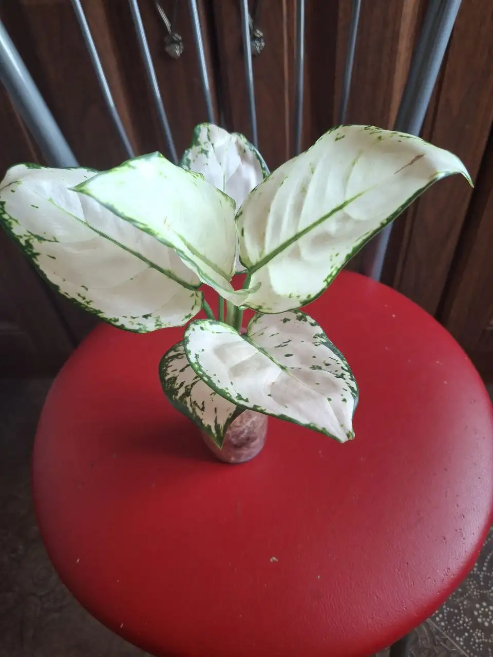 Аглаонема Супер вайт - Комнатные растения (Хобби и отдых) в Красноярск