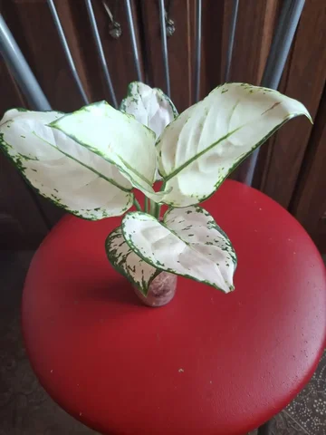 Аглаонема Супер вайт - Самокаты в Красноярск