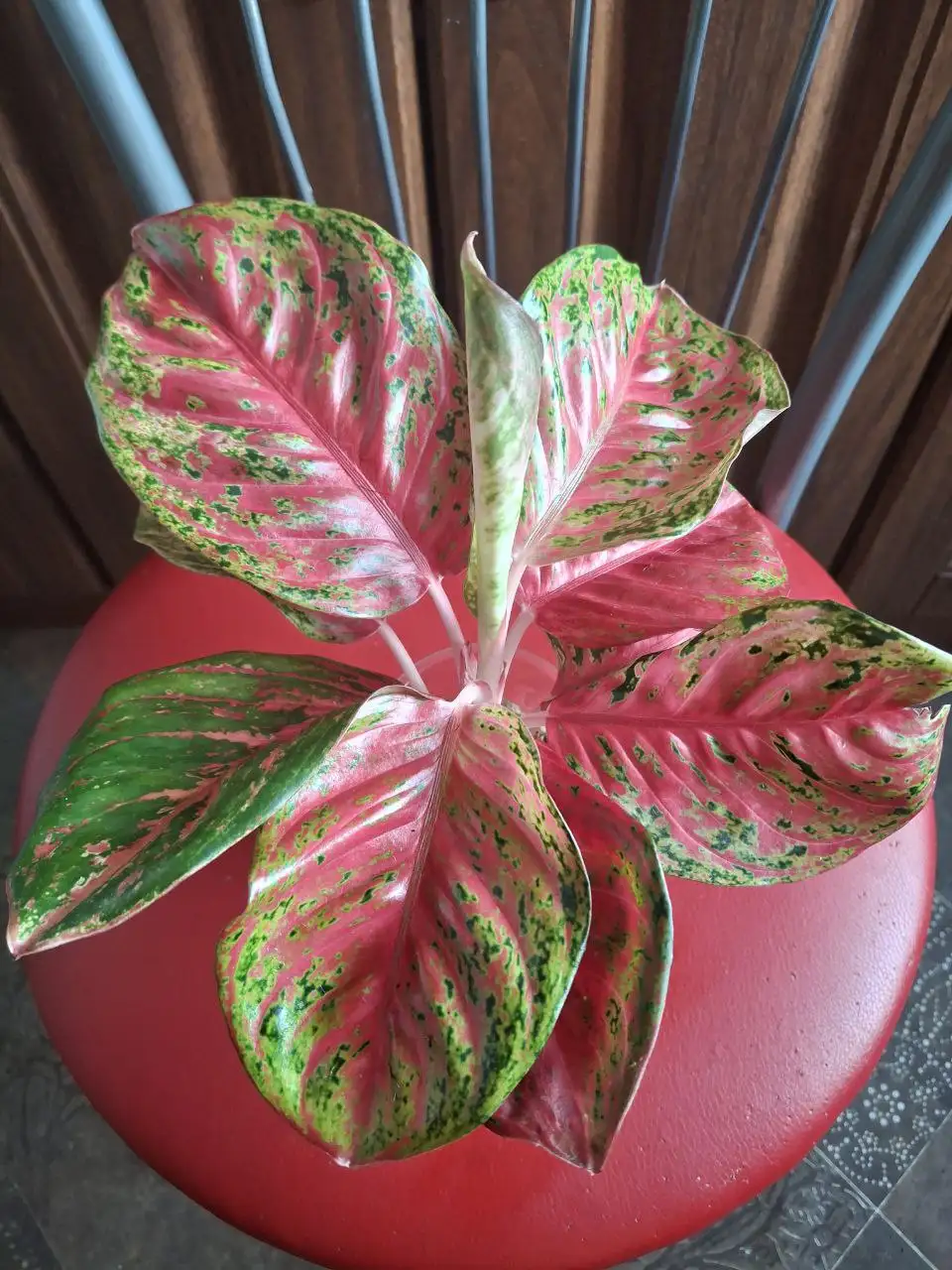 Продажа Аглаонемы Оранж сомбат - Комнатные растения (Хобби и отдых) в Красноярск