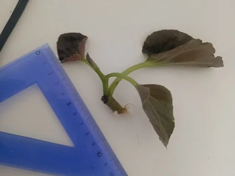 Обмен бегонии вечноцветущей на другие растения - Самокаты в Красноярск