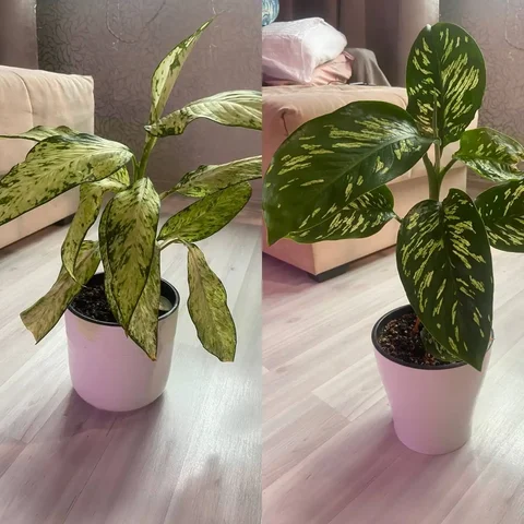 Комнатные растения в Красноярске - Самокаты в Красноярск