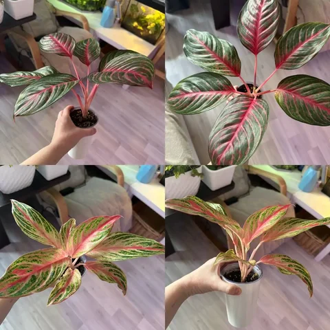 Продажа комнатных растений в Красноярске - Самокаты в Красноярск