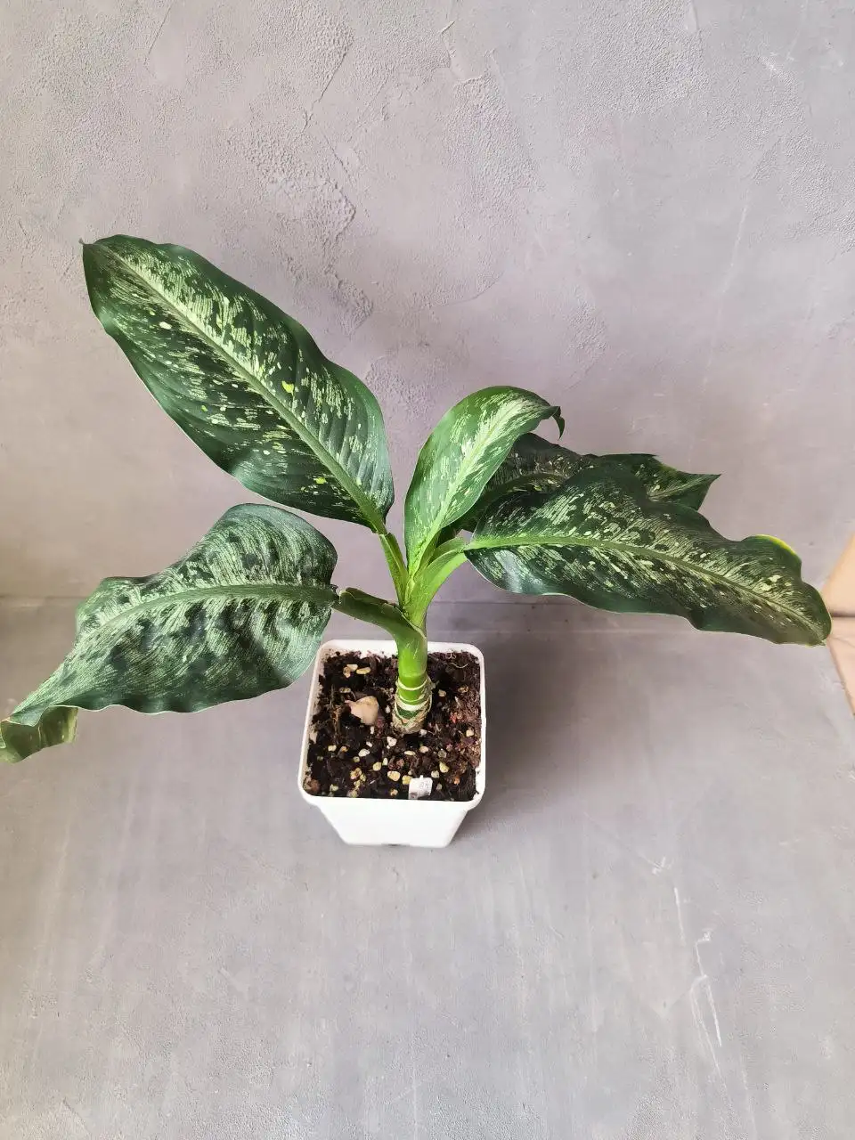 Диффинбахия Tikki - Комнатные растения (Для дома и дачи) в Красноярск