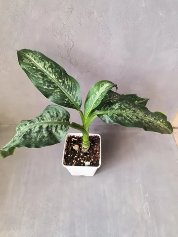 Диффинбахия Tikki - частное объявление в Красноярск