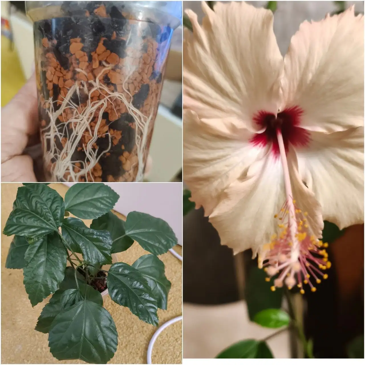 Гибискус 2 отростка в стакане - Растения (Хобби и отдых) в Красноярск