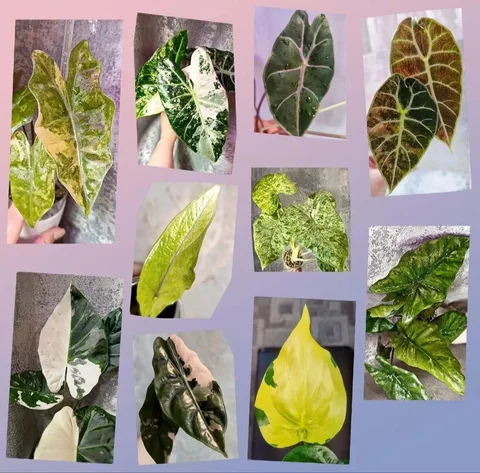 Продажа клубней и деток алоказии различных сортов - Игрушки и коллекционирование в Братск