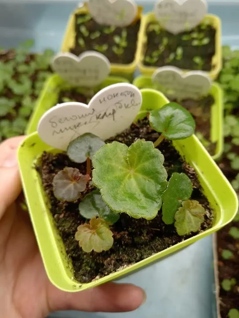 Продажа бегоний комнатных растений - частное объявление в Красноярск