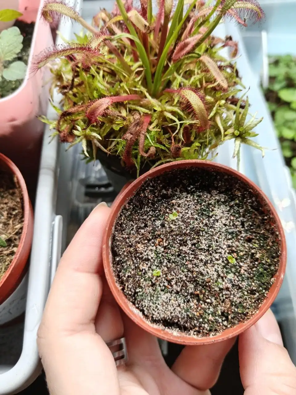 Продажа бегоний комнатных растений - Комнатные растения (Хобби и отдых) в Красноярск