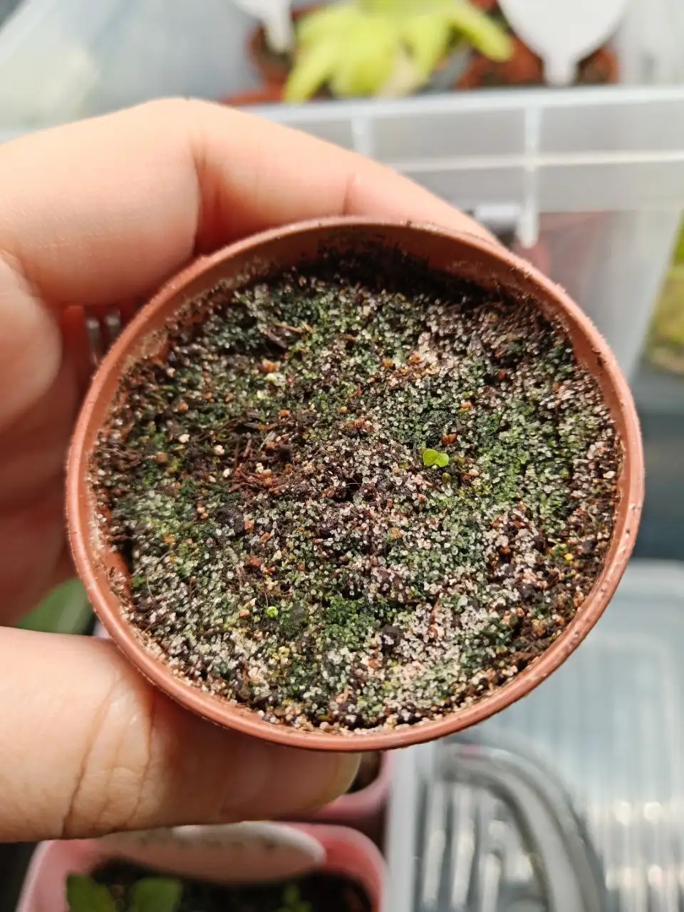 Продажа бегоний комнатных растений - Комнатные растения (Хобби и отдых) в Красноярск