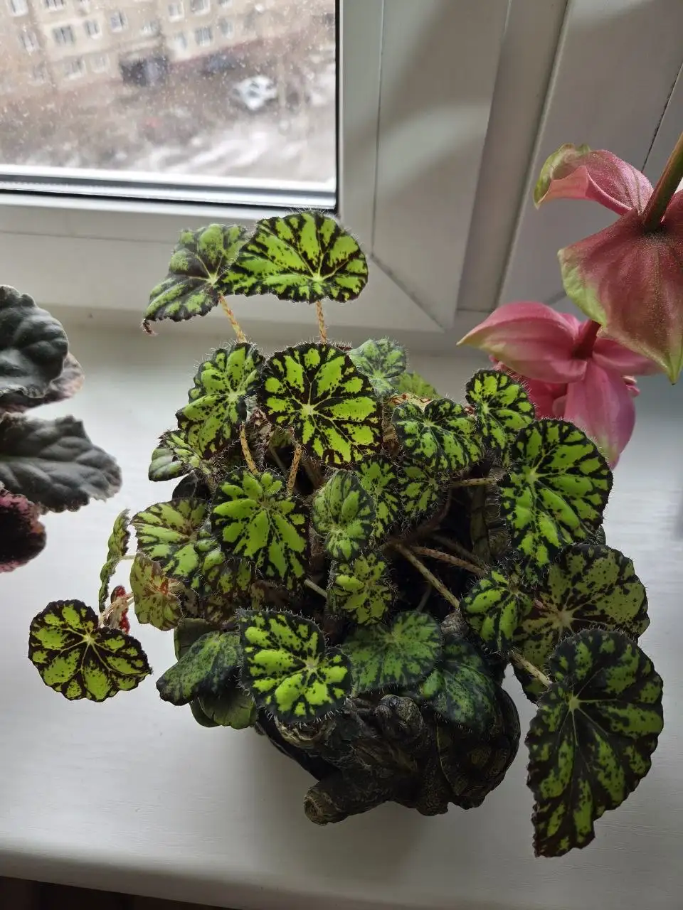 Продажа бегоний комнатных - Комнатные растения (Хобби и отдых) в Красноярск