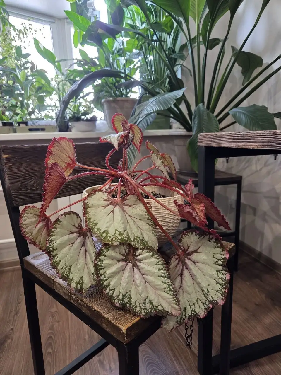 Продажа бегоний комнатных - Комнатные растения (Хобби и отдых) в Красноярск