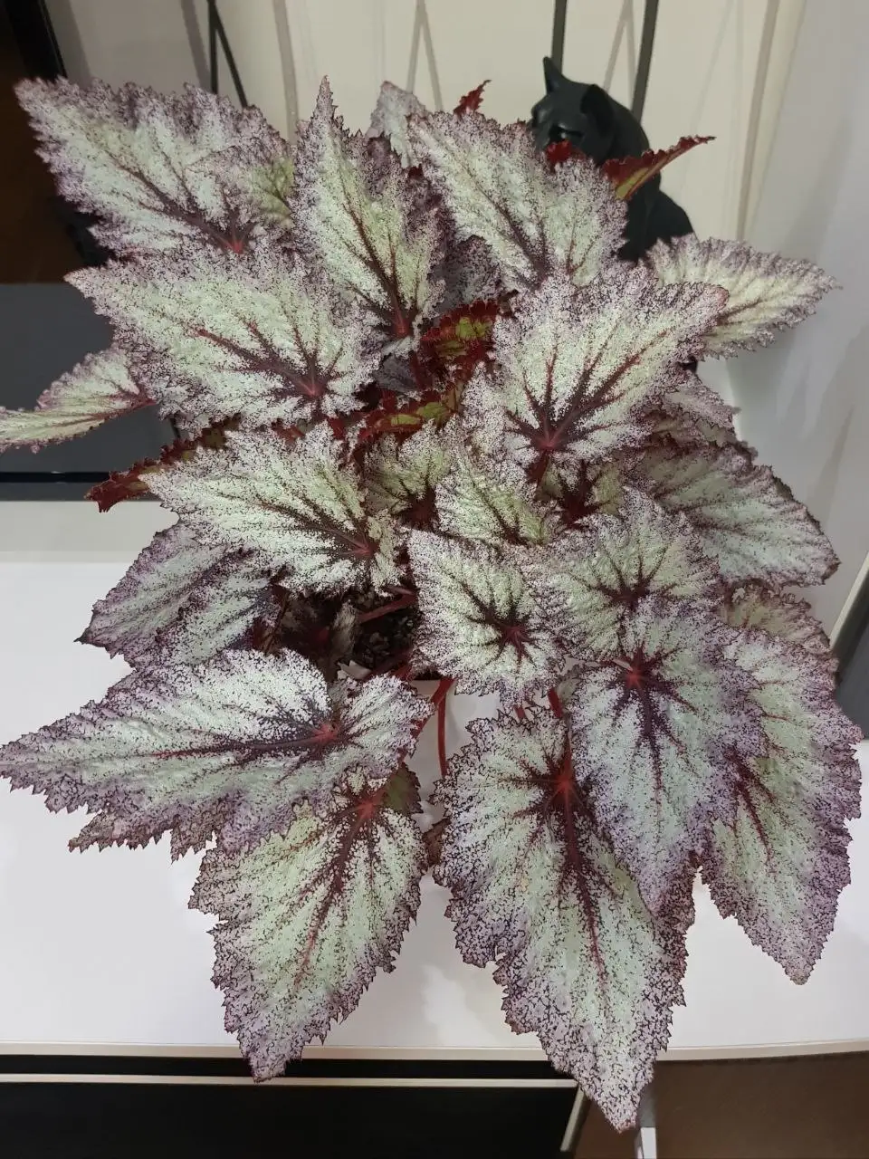 Предложение по выращиванию бегоний в Красноярске - Комнатные растения (Хобби и отдых) в Красноярск