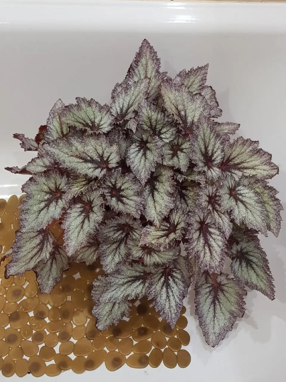 Предложение по выращиванию бегоний в Красноярске - Комнатные растения (Хобби и отдых) в Красноярск