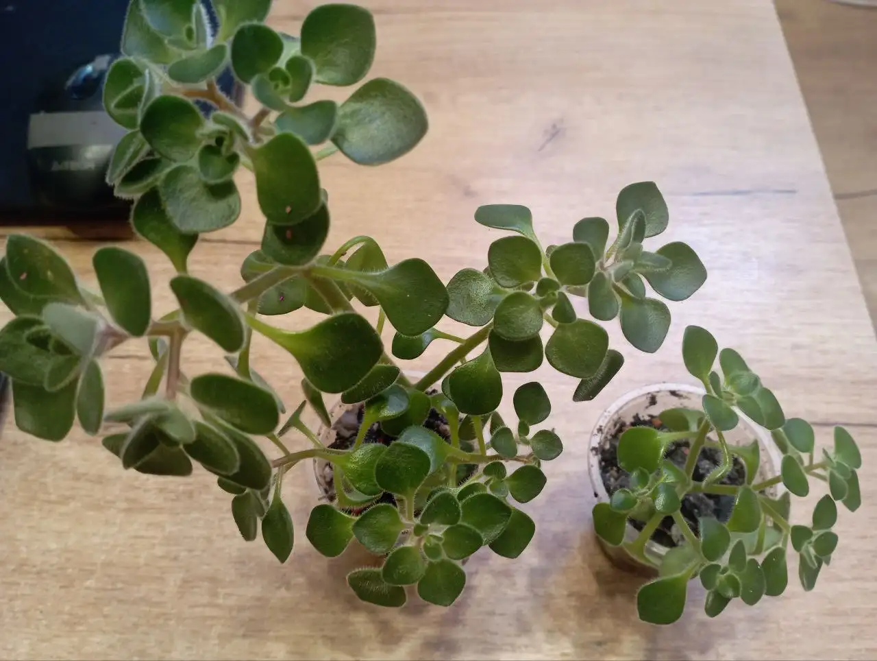 Аихризон комнатные растения - Комнатные растения (Хобби и отдых) в Красноярск