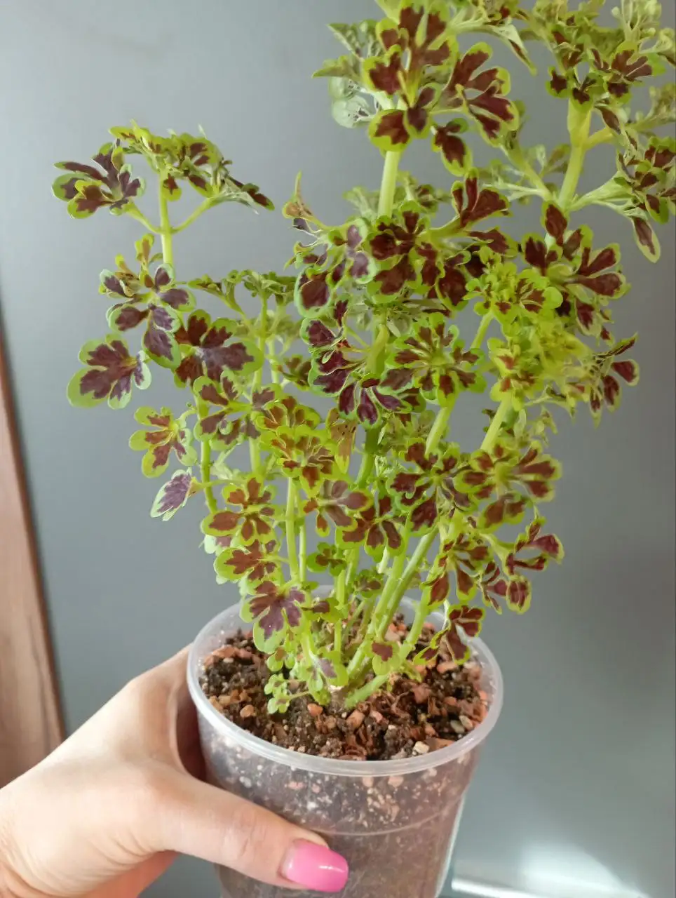 Колеус Тамми - Комнатные растения (Для дома и дачи) в Красноярск