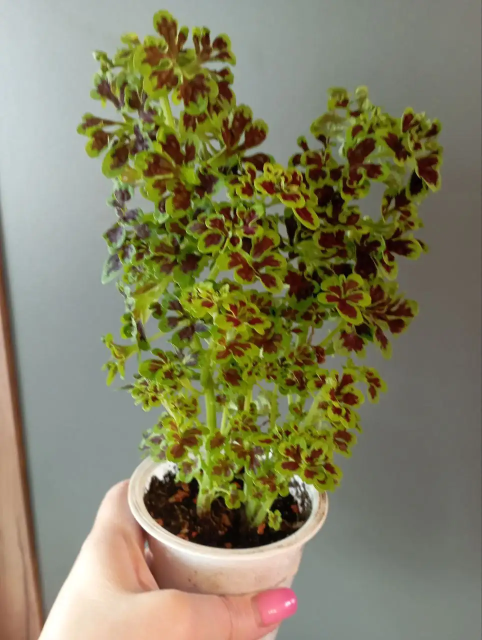 Колеус Тамми - Комнатные растения (Для дома и дачи) в Красноярск