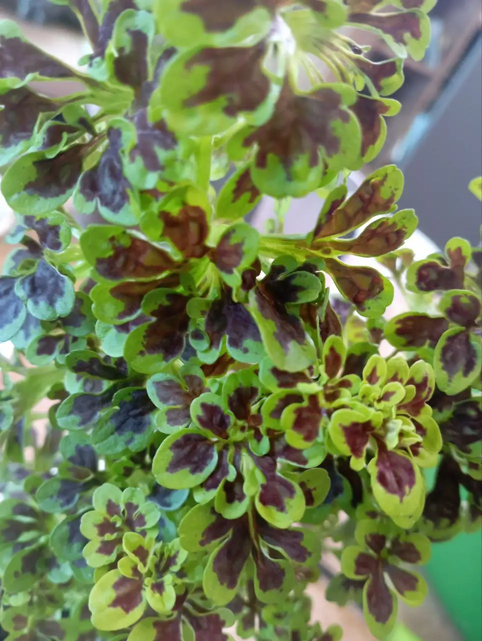 Колеус Тамми - Комнатные растения (Для дома и дачи) в Красноярск