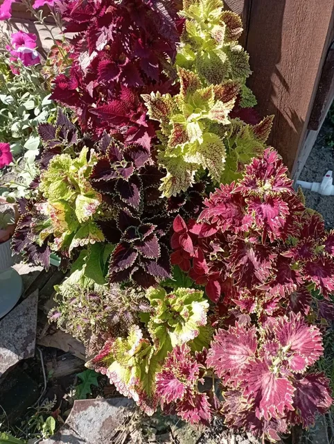 Продажа черенков колеусов в Красноярске - частное объявление в Красноярск