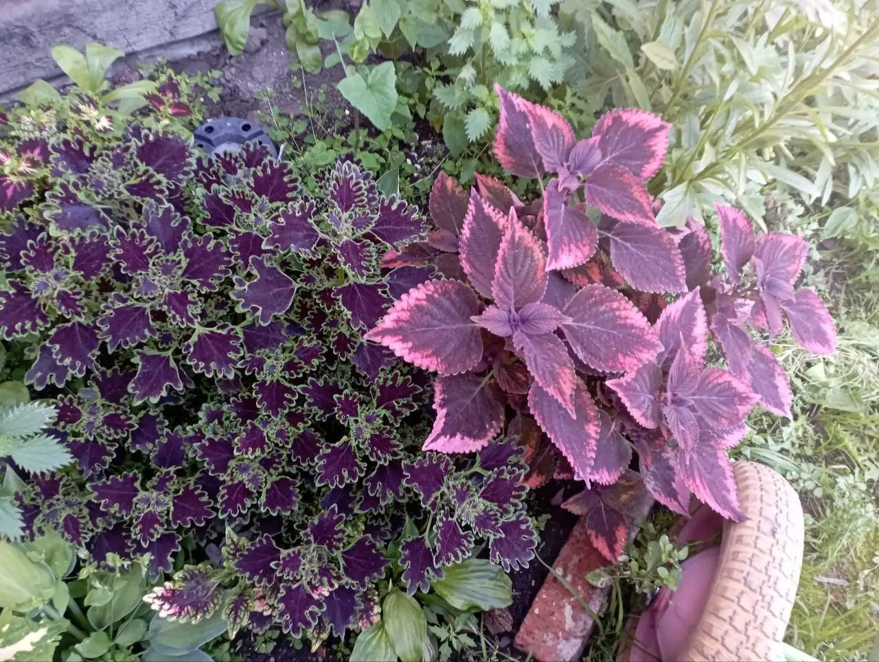 Продажа черенков колеусов в Красноярске - Комнатные растения (Хобби и отдых) в Красноярск