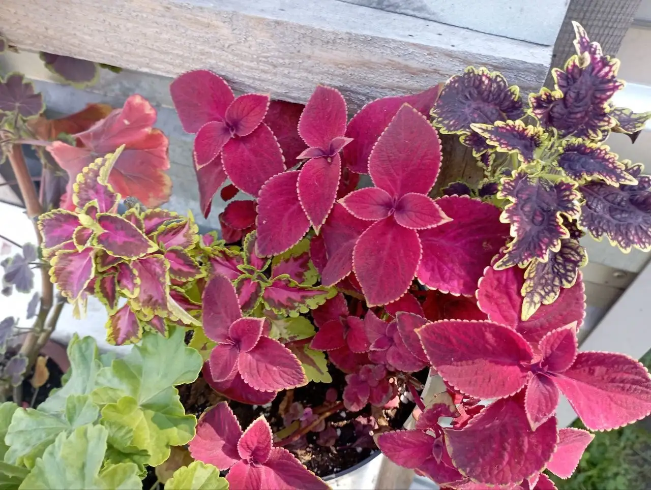 Продажа черенков колеусов в Красноярске - Комнатные растения (Хобби и отдых) в Красноярск