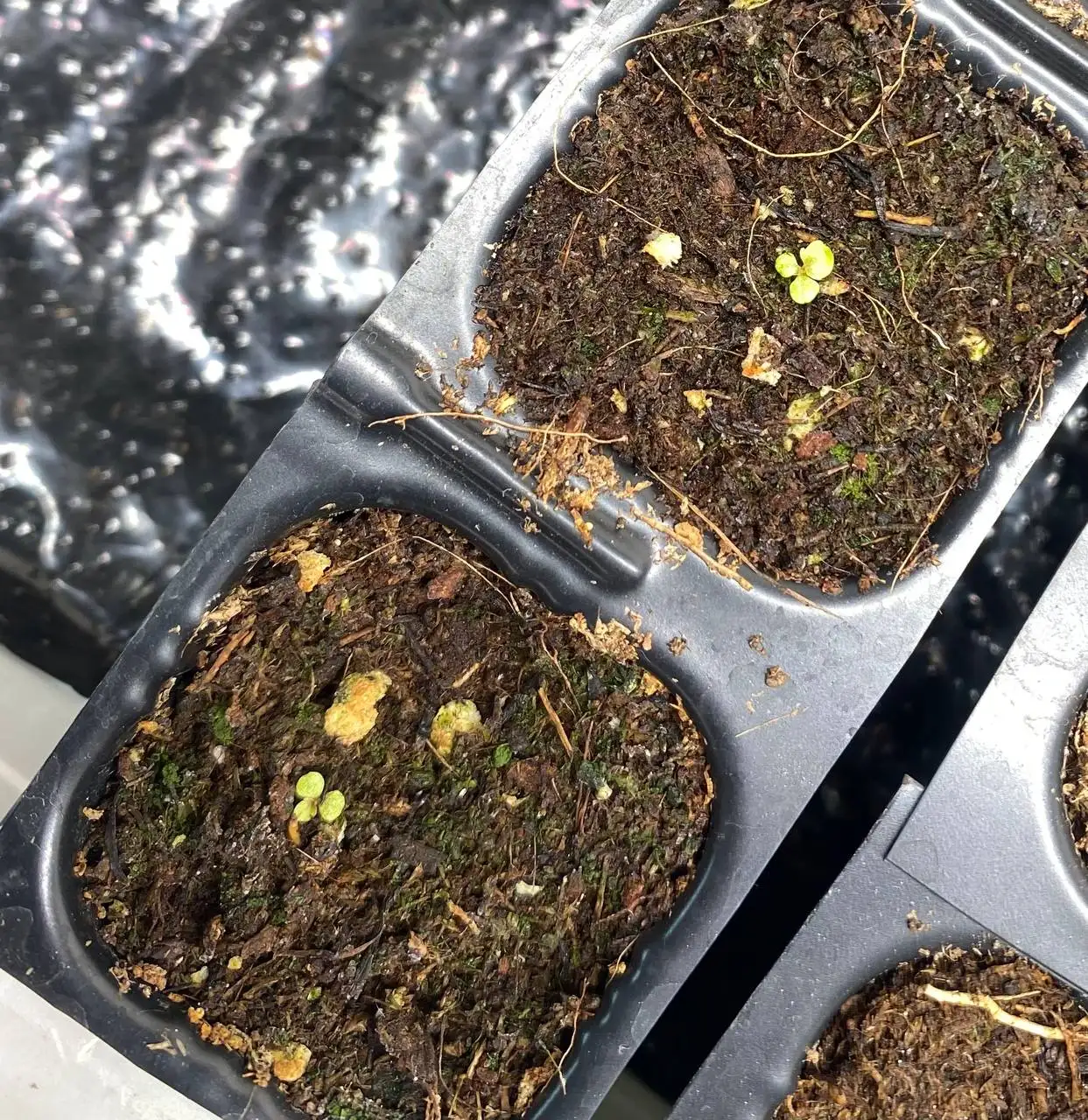 Бегонии Грифон для сада - Растения (Хобби и отдых) в Красноярск