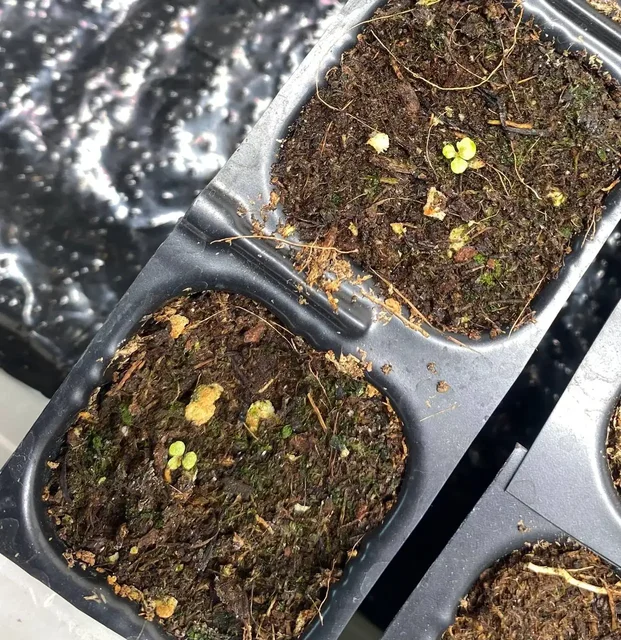 Бегонии Грифон для сада - Самокаты в Красноярск