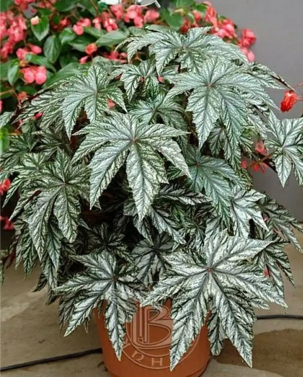 Бегонии Грифон для сада - Растения (Хобби и отдых) в Красноярск