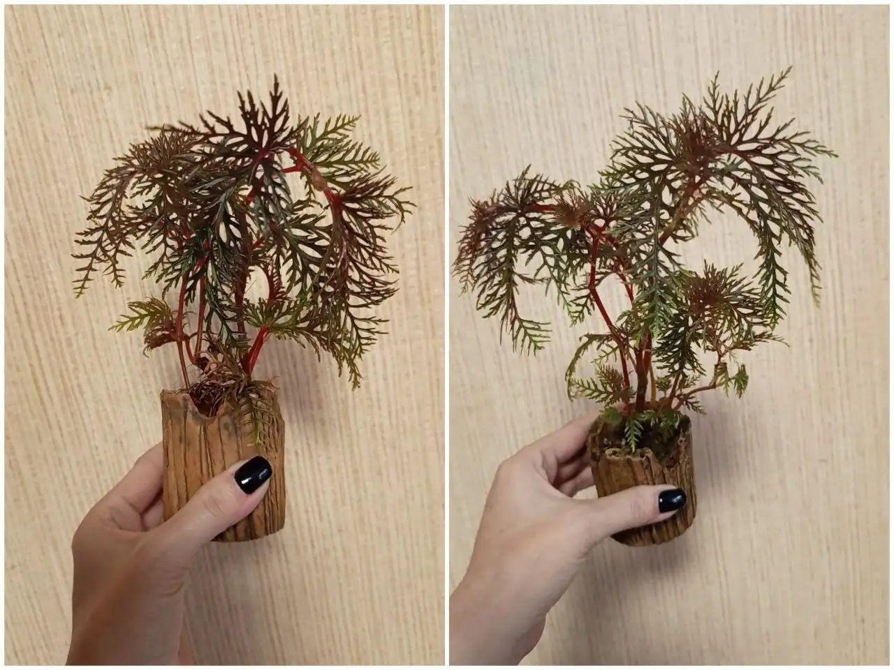 Бегония Бепиннатифида взрослые растения - Комнатные растения (Хобби и отдых) в Красноярск