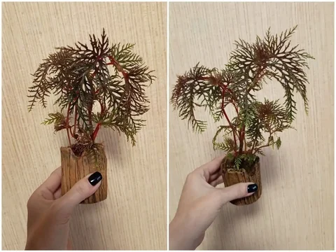 Бегония Бепиннатифида взрослые растения - частное объявление в Красноярск