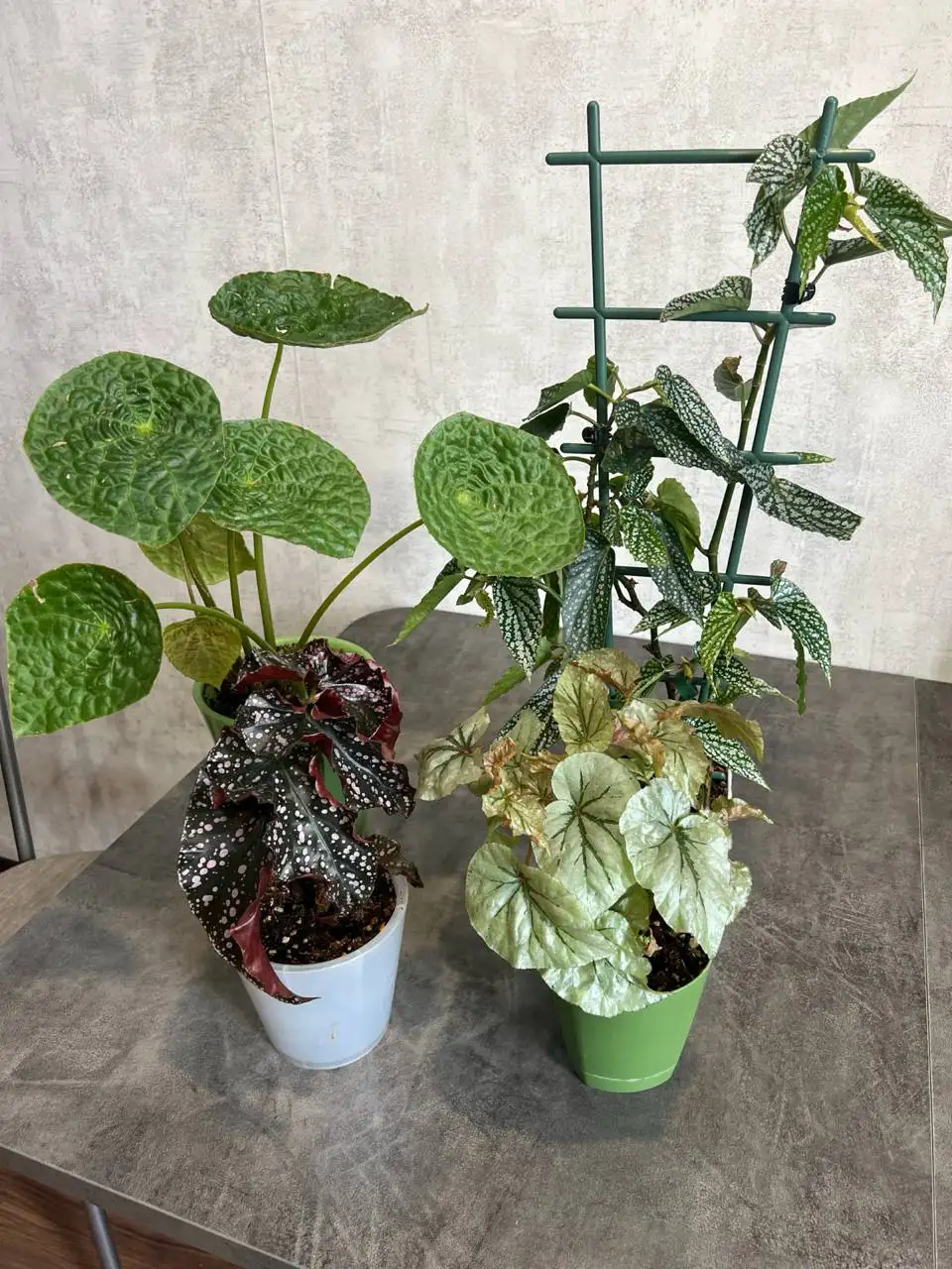 Комнатные растения - Комнатные растения (Хобби и отдых) в Красноярск