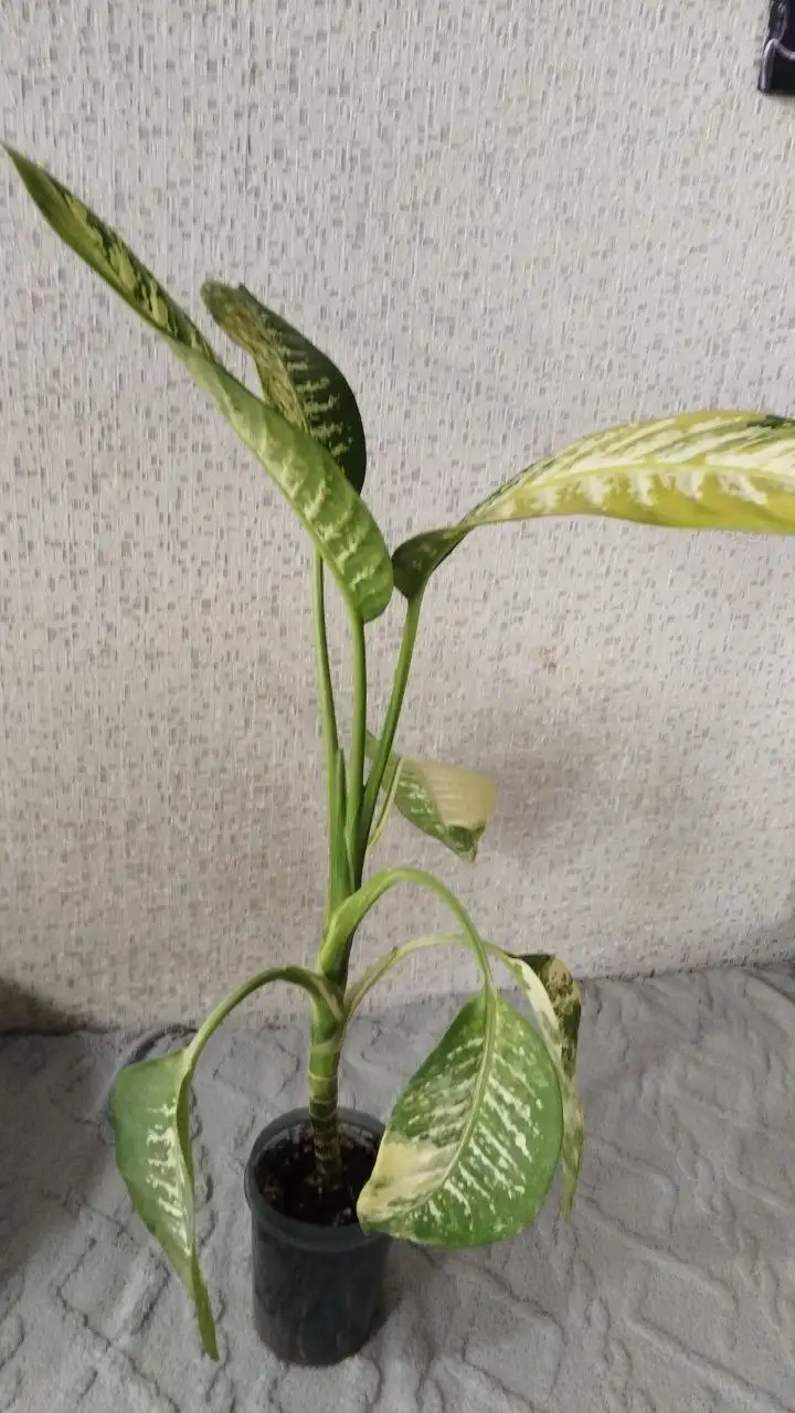 Комнатные растения в Красноярске - Комнатные растения (Хобби и отдых) в Красноярск