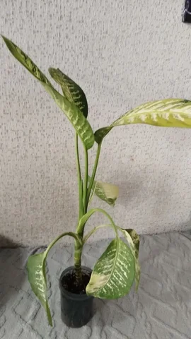 Комнатные растения в Красноярске - частное объявление в Красноярск