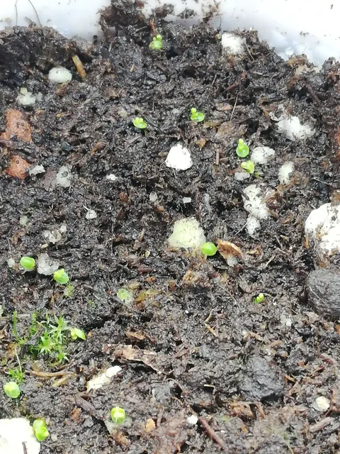 Продажа гемм пигмейной росянки - частное объявление в Красноярск