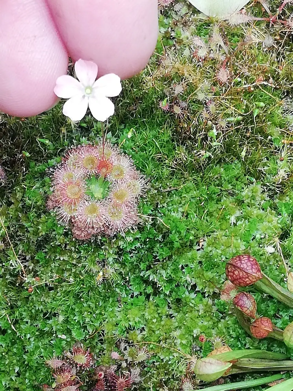 Продажа гемм пигмейной росянки - Комнатные растения (Хобби и отдых) в Красноярск