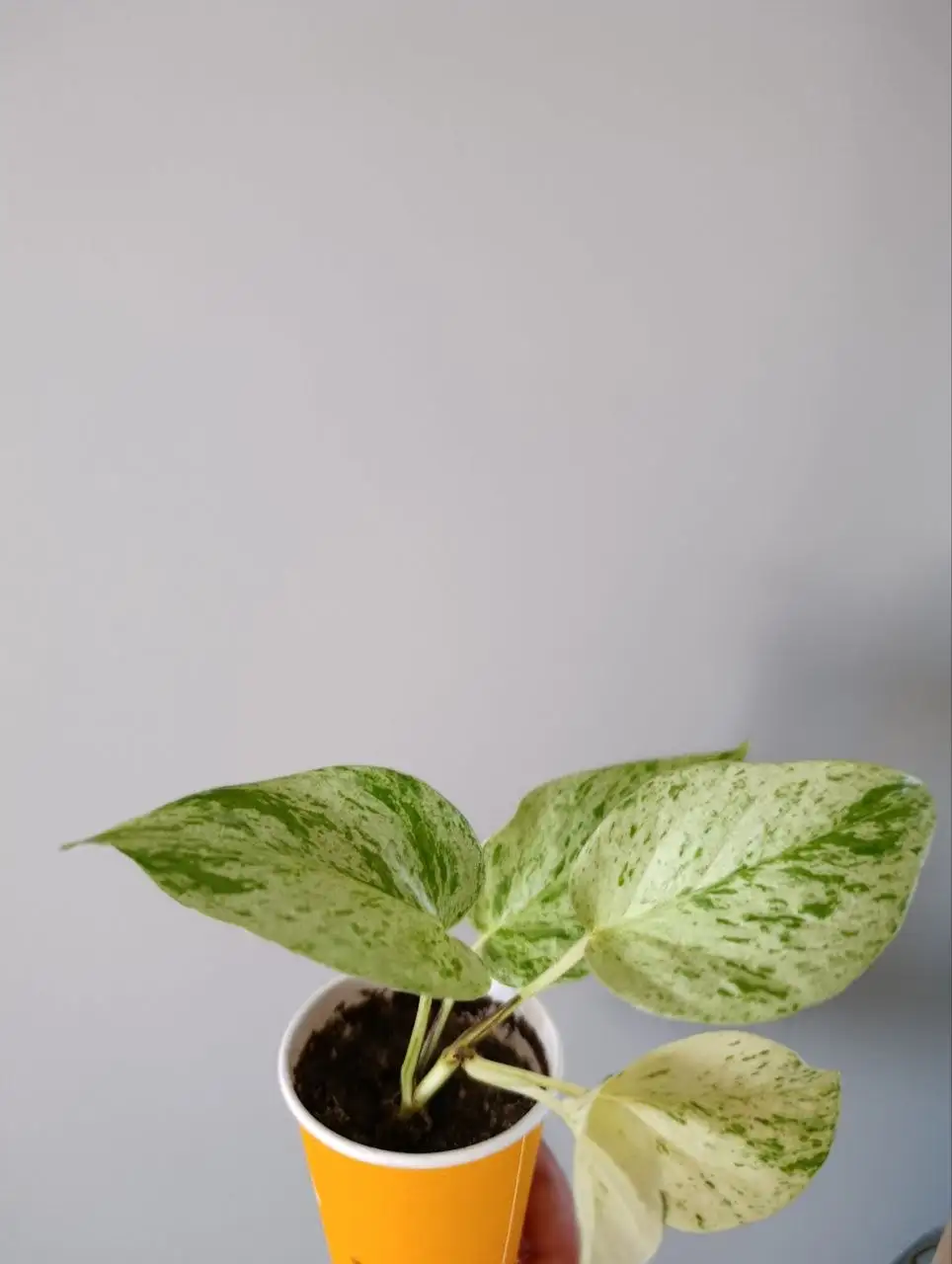 Комнатные растения - Комнатные растения (Хобби и отдых) в Красноярск